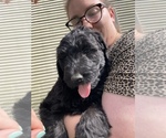 Puppy 0 Schnoodle (Giant)