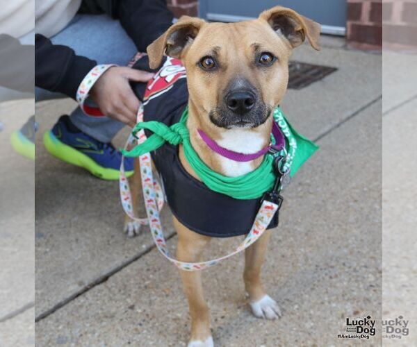 Medium Photo #1 Beagle-Unknown Mix Puppy For Sale in Washington, DC, USA