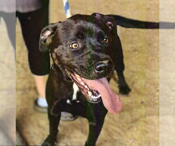 Medium Photo #1 American Staffordshire Terrier-Unknown Mix Puppy For Sale in Maryville, TN, USA