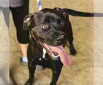 Small American Staffordshire Terrier Mix