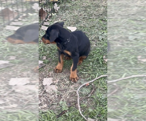 Medium Photo #4 Doberman Pinscher Puppy For Sale in QUINLAN, TX, USA