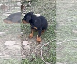 Small #3 Doberman Pinscher