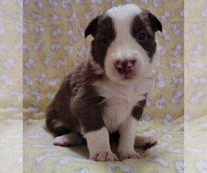 Medium Border Collie