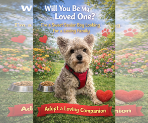 Mutt Dogs for adoption in Mount Pleasant, SC, USA