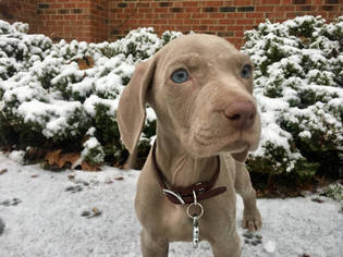 Weimaraner Puppy for sale in GREENSBORO, NC, USA