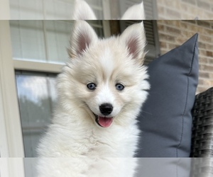 Pomsky Puppy for sale in PEORIA, IL, USA