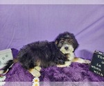 Small Photo #62 Bernedoodle-Poodle (Toy) Mix Puppy For Sale in BLACK FOREST, CO, USA