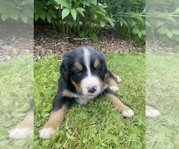 Medium Photo #7 Bernese Mountain Dog Puppy For Sale in BRIDGEPORT, WV, USA