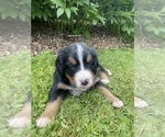 Small Photo #7 Bernese Mountain Dog Puppy For Sale in BRIDGEPORT, WV, USA