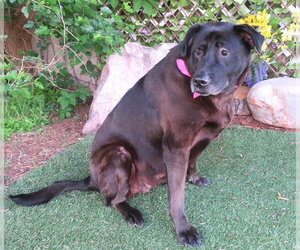 Labrador Retriever Dogs for adoption in Oklahoma City, OK, USA