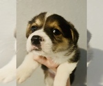Small Photo #2 Welsh Cardigan Corgi Puppy For Sale in CLARION, IA, USA