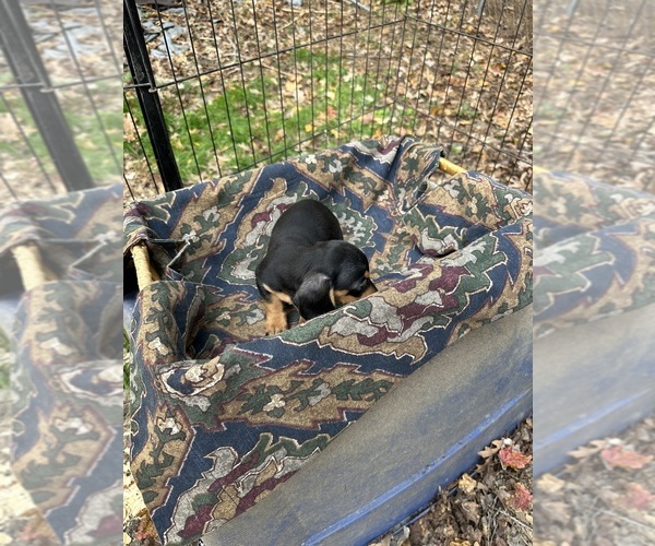 Medium Photo #2 Dachshund Puppy For Sale in LOUISA, VA, USA