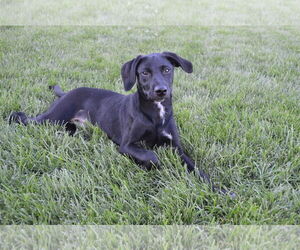 Mutt Dogs for adoption in Minneapolis, MN, USA