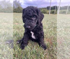Labradoodle Puppy for sale in PARKER, PA, USA