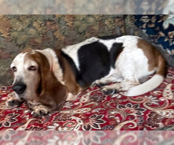 Medium Photo #2 Basset Hound Puppy For Sale in Deepwater, NJ, USA