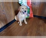Small Photo #7 Golden Retriever Puppy For Sale in PEYTON, CO, USA