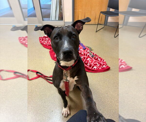 Medium Photo #15 American Staffordshire Terrier-Labrador Retriever Mix Puppy For Sale in Sayreville, NJ, NJ, USA
