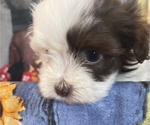 Havanese Puppy for Sale in OTWAY, Ohio USA