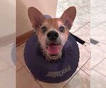 Small #12 Chihuahua Mix