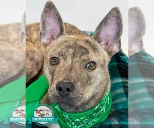 Mutt Dogs for adoption in Kennesaw, GA, USA