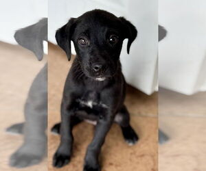 Labrador Retriever-Unknown Mix Dogs for adoption in Jefferson, NJ, USA