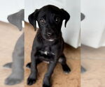 Small Labrador Retriever Mix