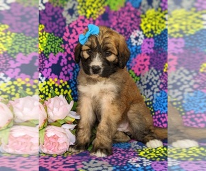 Saint Berdoodle Puppy for sale in OXFORD, PA, USA