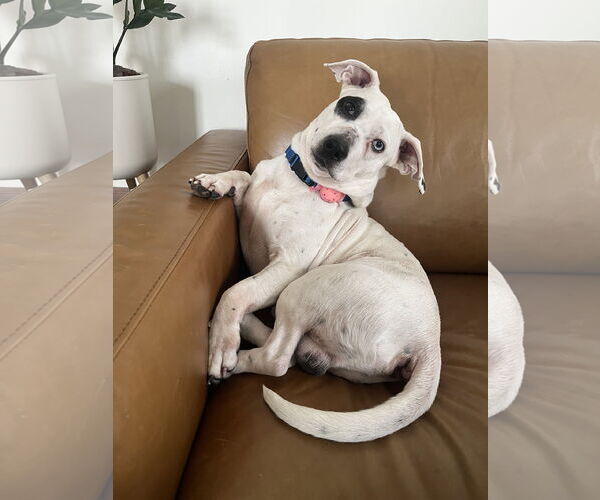 Medium Photo #2 Miniature English Bulldach Puppy For Sale in Minneapolis, MN, USA