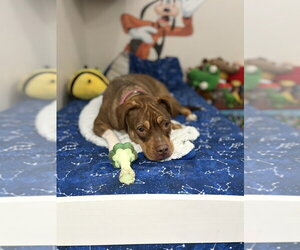 Ruby (fka Sarah) - Female American Staffordshire Terrier-Unknown Mix Dog for Adoption - Photo #2
