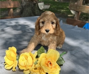 Cock-A-Poo Puppy for sale in THORP, WI, USA