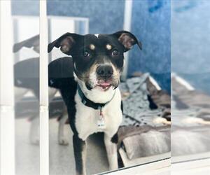 Mutt Dogs for adoption in Fort Collins, CO, USA