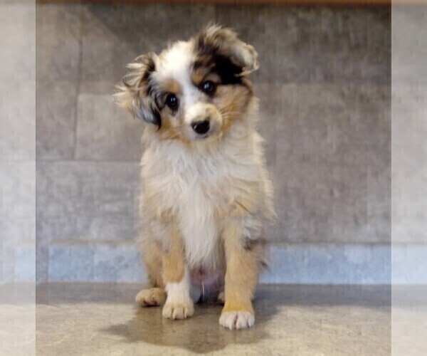 Medium Photo #1 Miniature Australian Shepherd Puppy For Sale in MILFORD, IN, USA