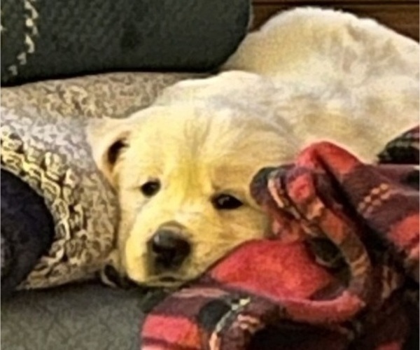 Medium Photo #3 English Cream Golden Retriever Puppy For Sale in DAWSONVILLE, GA, USA