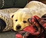 Small #2 English Cream Golden Retriever