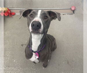 Great Dane-Greyhound Mix Dogs for adoption in Fort Collins, CO, USA