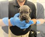 Small Labrador Retriever Mix