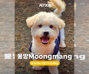 Havanese-Wheaten Terrier Mix Dogs for adoption in Agoura Hills, CA, USA