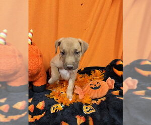 German Shepherd Dog Dogs for adoption in Modesto, CA, USA