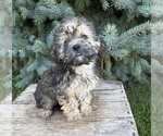 Small #2 Shorkie Tzu