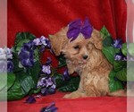 Small Photo #4 Cavapoo Puppy For Sale in BARNESVILLE, KS, USA