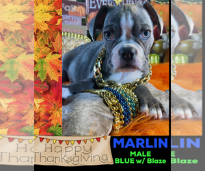 French Bulldog Puppy for sale in HEATHROW, FL, USA