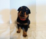 Small Photo #1 Rottweiler Puppy For Sale in TABLE GROVE, IL, USA