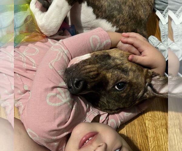 Medium Photo #3 American Staffordshire Terrier-Unknown Mix Puppy For Sale in Wheaton, IL, USA