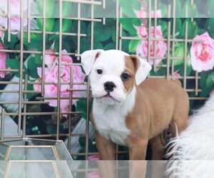 English Bulldog Puppy for sale in MARIETTA, GA, USA