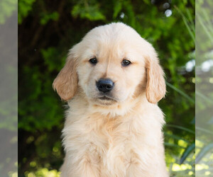Golden Retriever Puppy for sale in NEWPORT, PA, USA