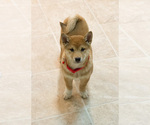 Small Photo #2 Shiba Inu Puppy For Sale in MILWAUKEE, WI, USA