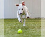 Small #1 Mutt