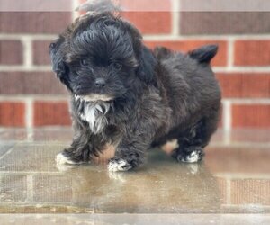 ShihPoo Puppy for sale in DETROIT, MI, USA