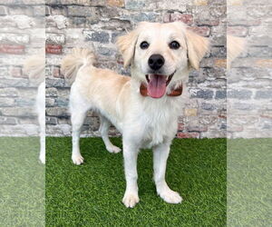Maltipoo Dogs for adoption in Corona, CA, USA