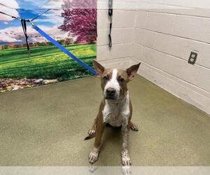 American Pit Bull Terrier-Unknown Mix Dogs for adoption in Moreno Valley, CA, USA